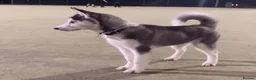Siberian Husky dogs for sale: Female Siberian Husky in Crewe - Advert 4
