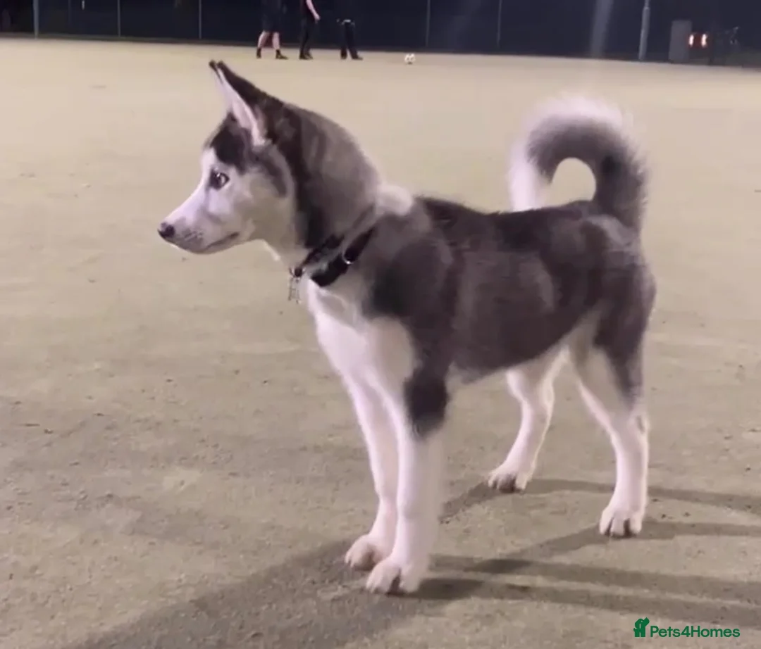 Siberian Husky dogs for sale: Female Siberian Husky in Crewe - Advert 4
