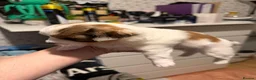 Mixed Breed dogs for sale: 🐾 Adorable Yorkiepoo × Pomchi Puppies 🐾 - Advert 13