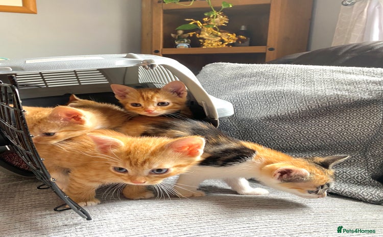 Mixed Breed cats - Advert 16