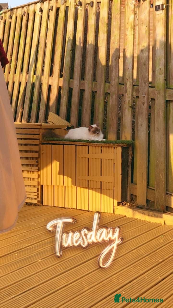 Mixed Breed cats X Ragdoll last kitten ready to go  - Advert 1