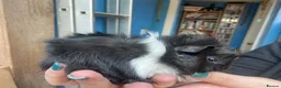 Guinea Pig rodents for sale: Baby guinea pig boys and girls - Advert 3