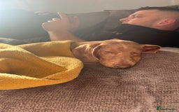 Miniature Dachshund dogs for sale: 2 Male Miniature Dachshunds  - Image 6