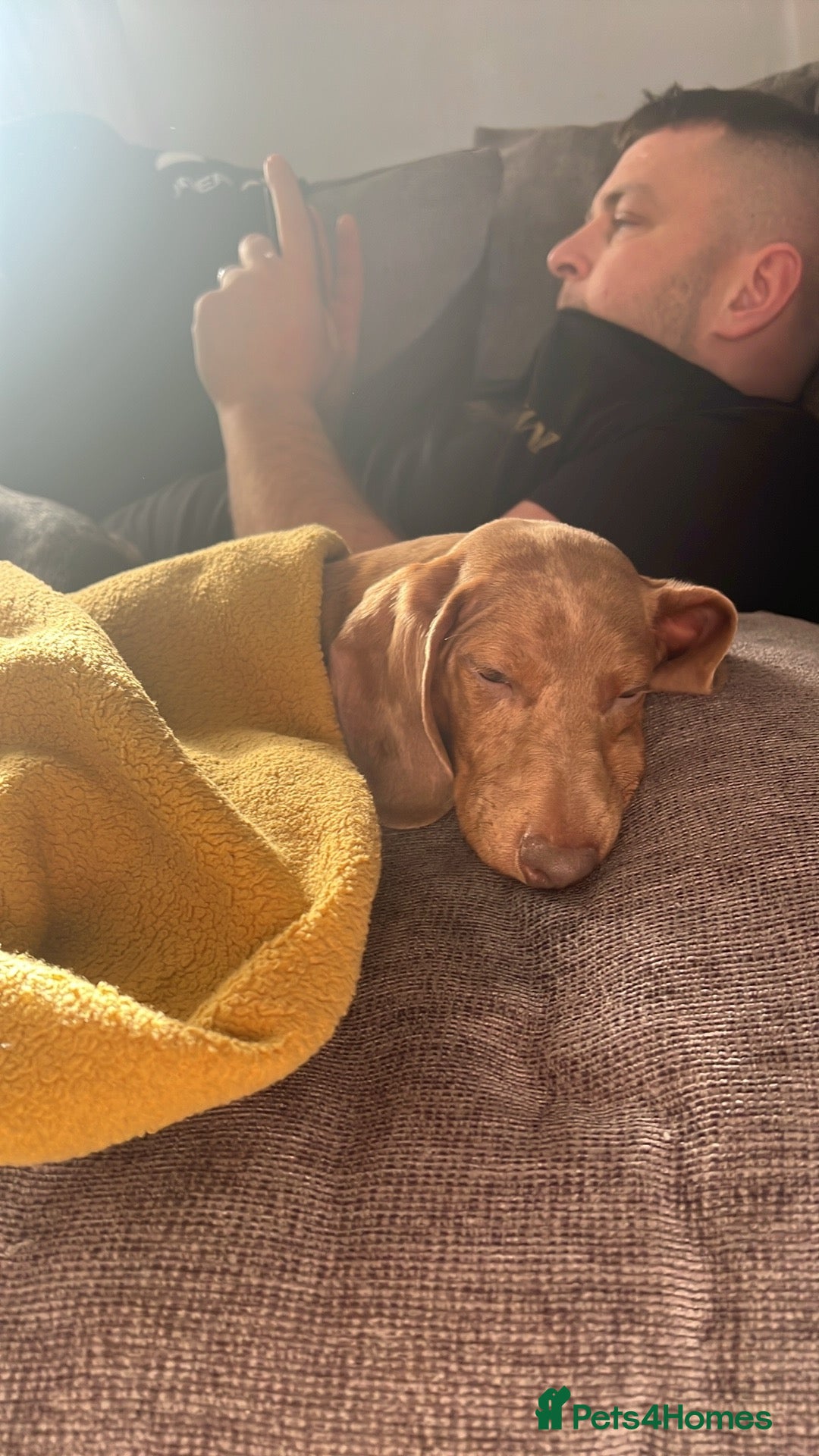 Miniature Dachshund dogs for sale: 2 Male Miniature Dachshunds  - Image 6