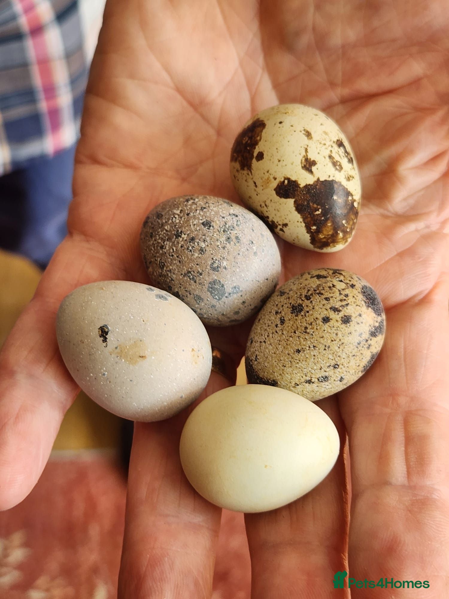 Quail poultry Hatching Eggs - Advert 1