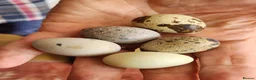Quail poultry for sale: Hatching Eggs - Advert 1