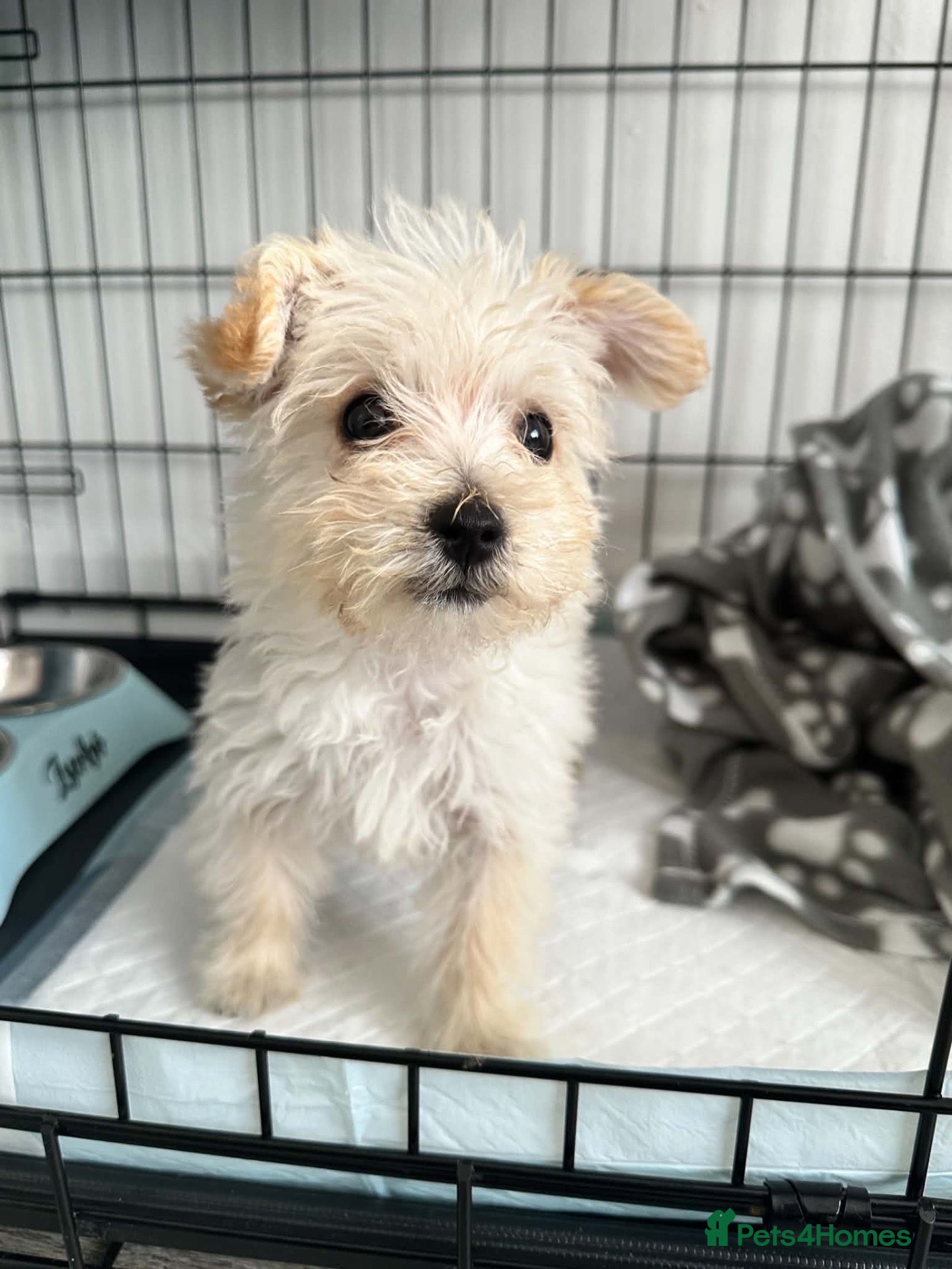 Westiepoo dogs Westiepoo Boy - Advert 10