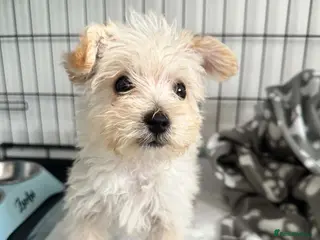 Westiepoo dogs Westiepoo Boy - Advert 10
