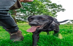 Labrador Retriever dogs for sale: Stunning Well Breed Black/Fox Red Puppies For Sale - Image 5