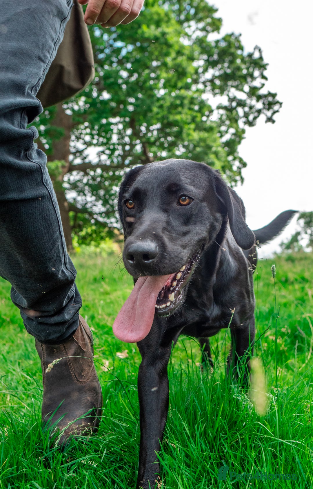 Labrador Retriever dogs for sale: Stunning Well Breed Black/Fox Red Puppies For Sale - Image 5