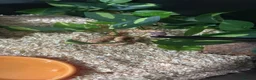 Snake reptiles for sale: Baby western albino hognose  - Advert 3