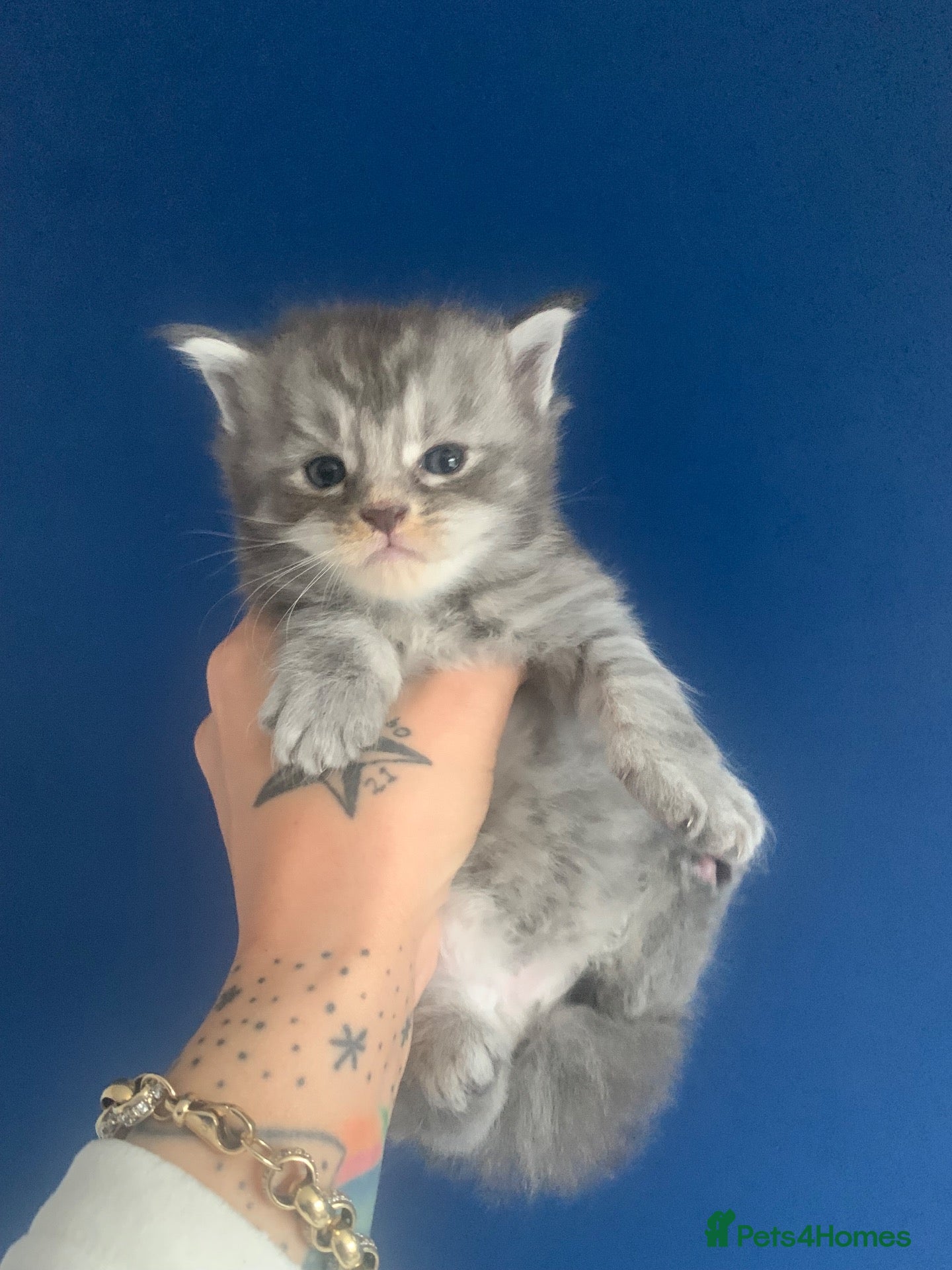 Maine Coon cats AMAZING TICA REGISTERED KITTENS - Advert 1