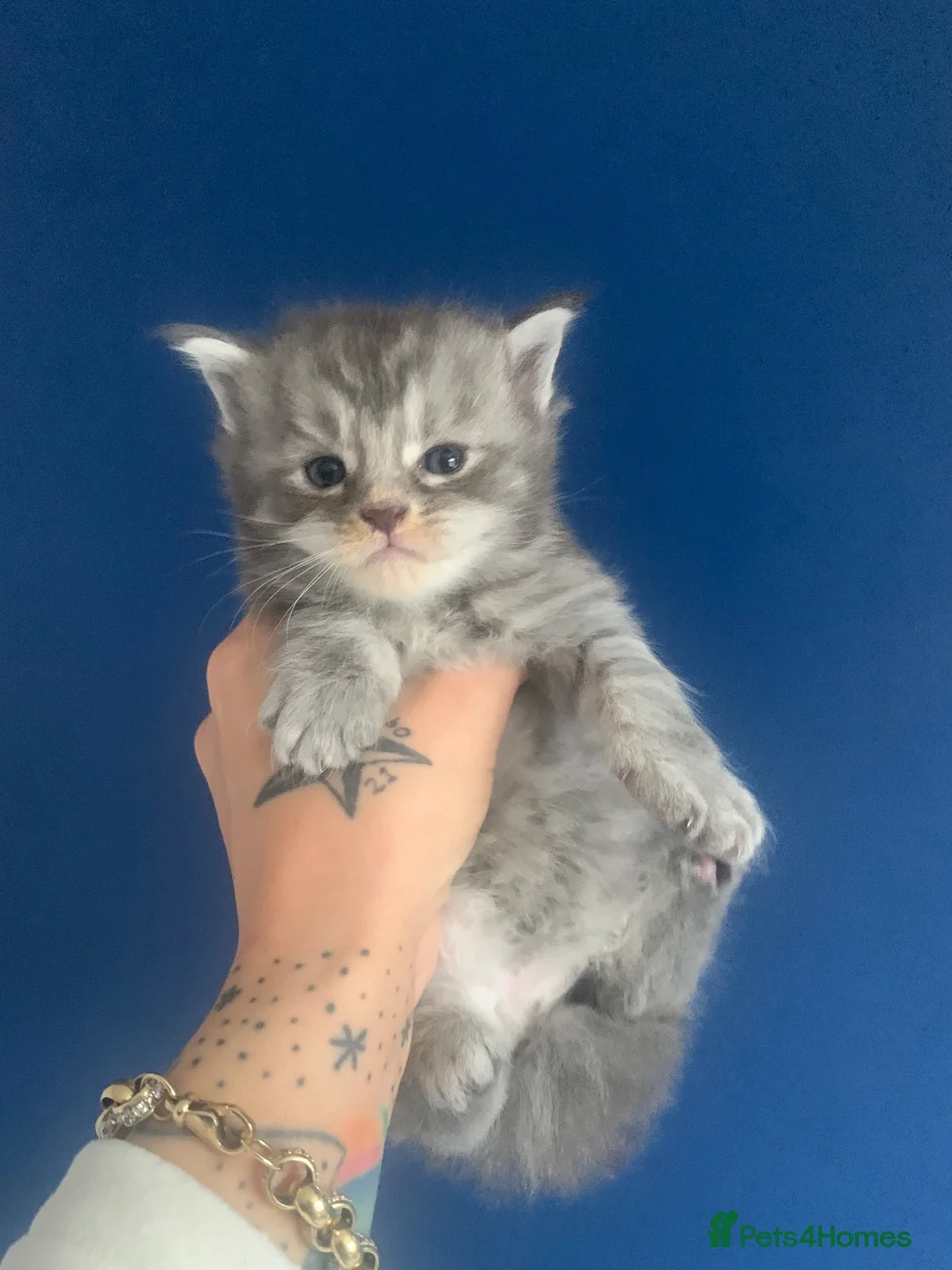 Maine Coon cats for sale: AMAZING TICA REGISTERED KITTENS - Advert 1