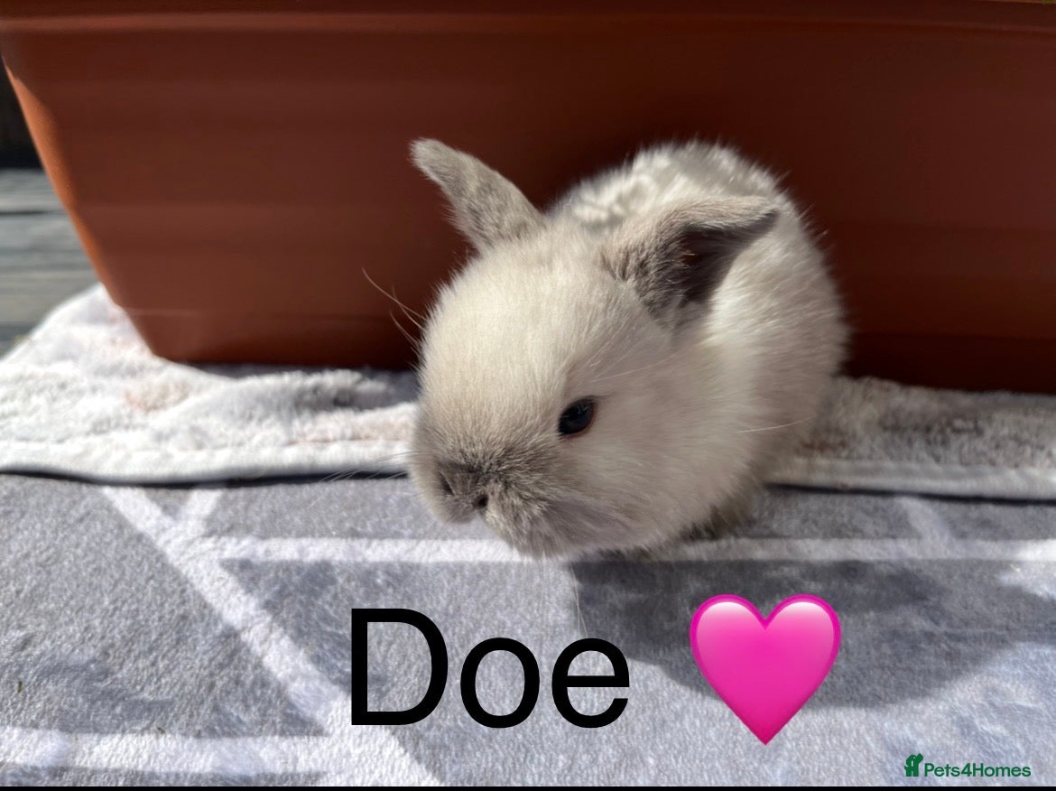 Mini Lop rabbits Pure bred Mini lops - Advert 9