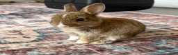 Netherland Dwarf rabbits for sale: Netherland Dwarf Rabbits  - Advert 11