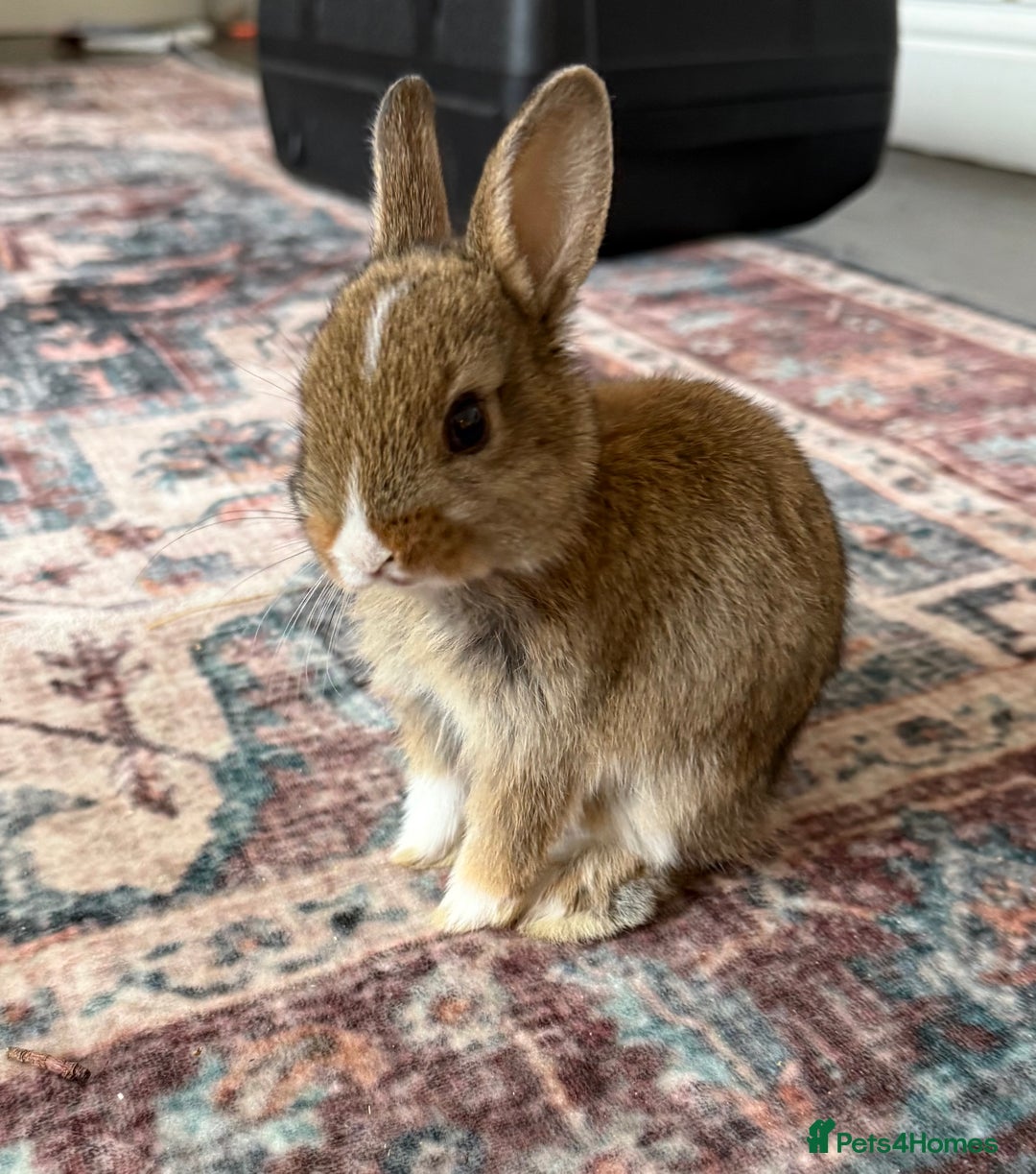 Netherland Dwarf rabbits for sale: Netherland Dwarf Rabbits  - Advert 11