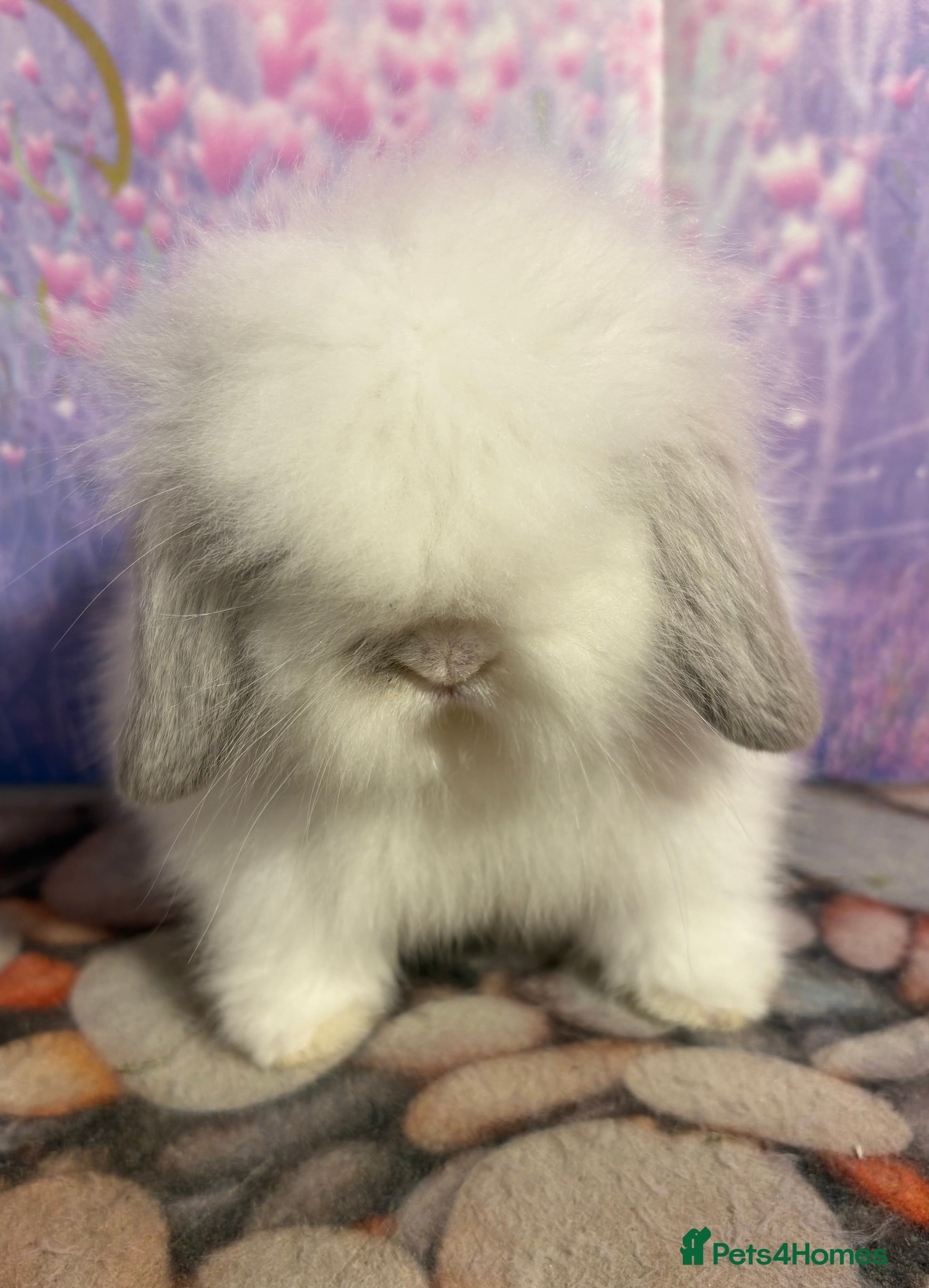 Mini Lion Lop rabbits Double mane lionlops vaccinated soon available  - Advert 1