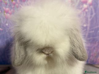 Mini Lion Lop rabbits Double mane lionlops vaccinated soon available - Advert 3