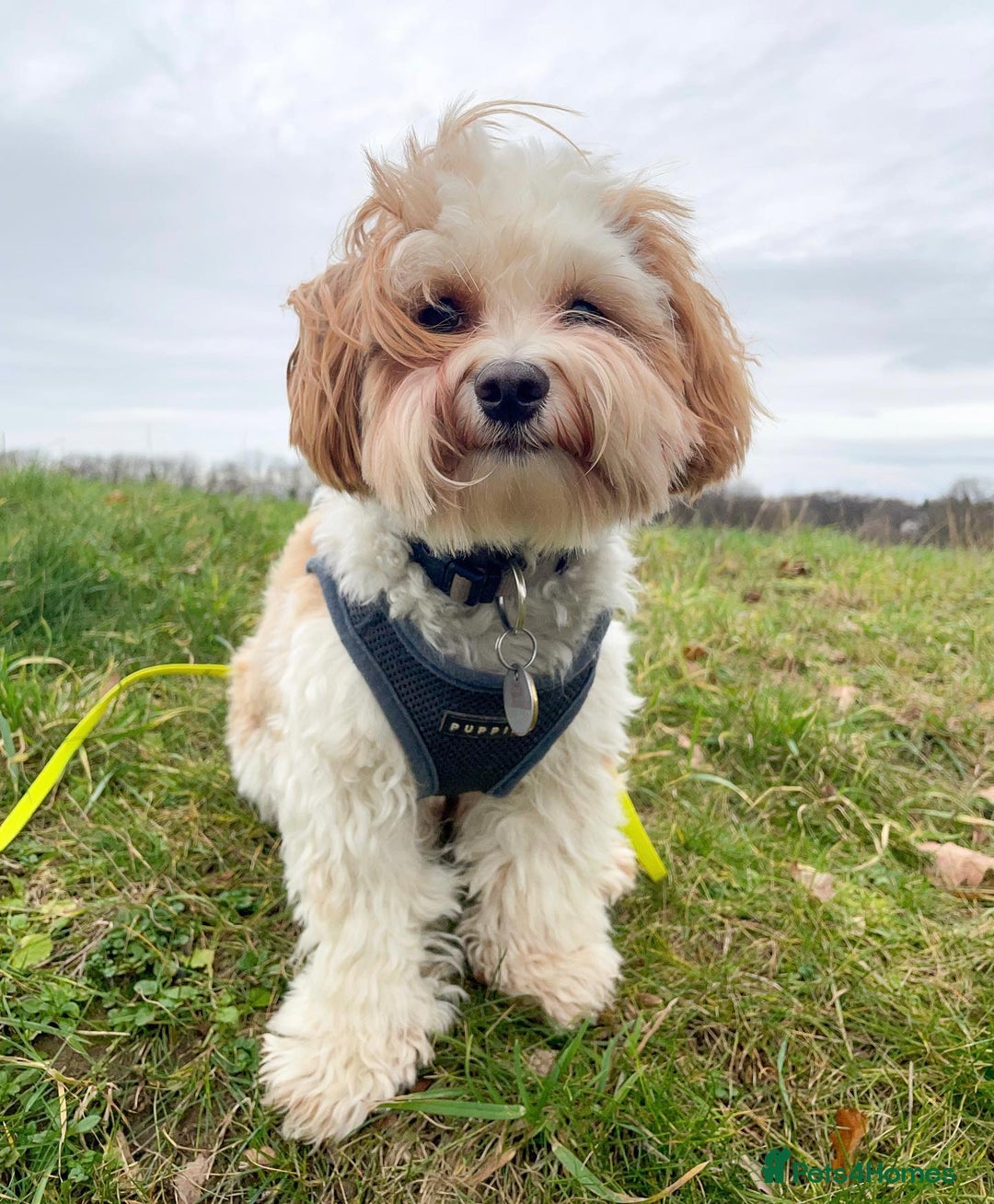 Havanese dogs for sale: Cute Havanese Puppy - Advert 3