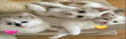 Ragdoll cats for sale: Looking for perfect furry companion?🐾😻 - Advert 7