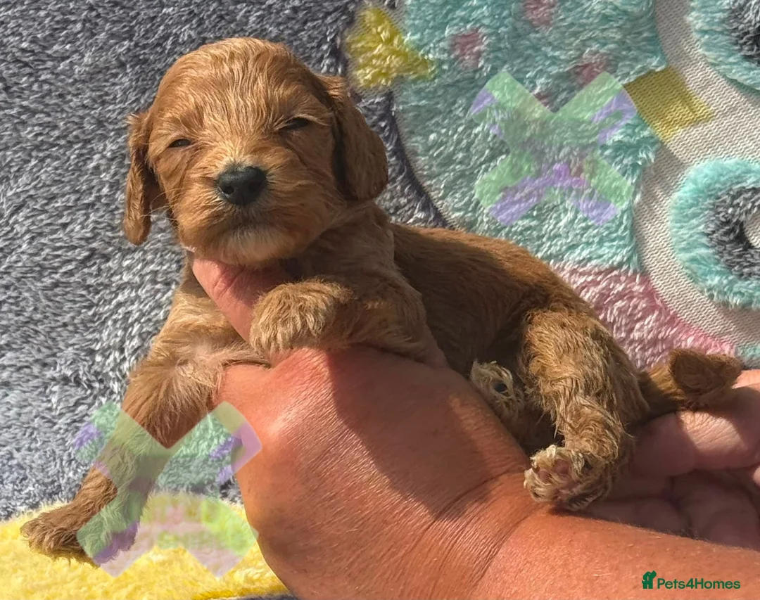 Cockapoo dogs for sale: F1 mini Cockapoo’s 30 dna health tested clear  - Advert 13