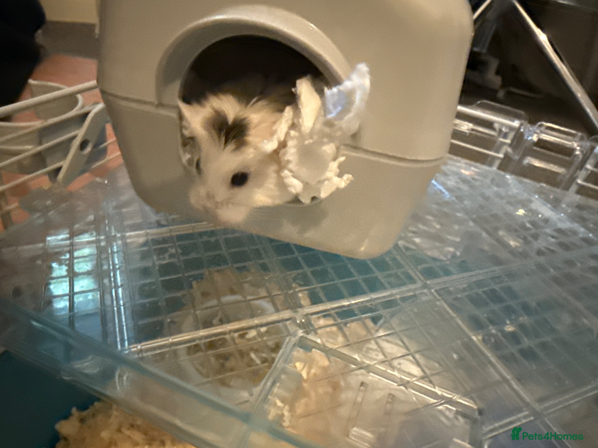 Hamster rodents Dwarf hamster for sale  - Advert 1