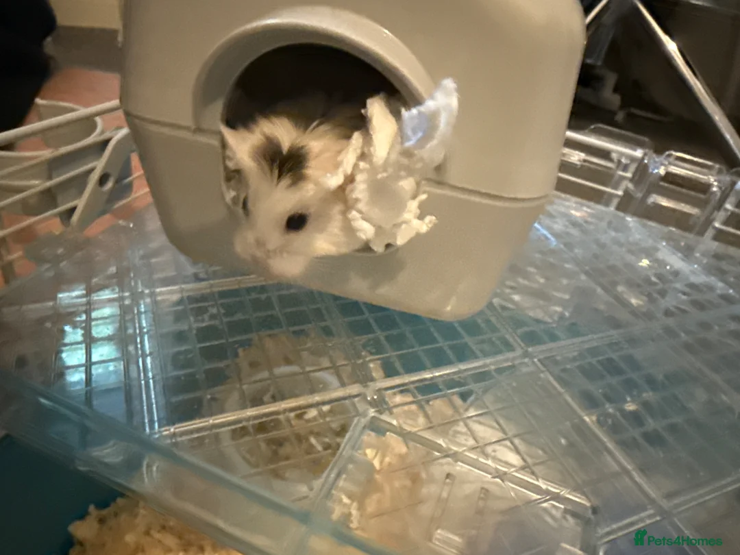 Hamster rodents for sale: Dwarf hamster for sale  in Haverhill - Advert 1