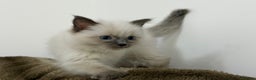 Ragdoll cats for sale: 3 Girl Ragdolls Available, Cute and fluffy!  - Advert 21
