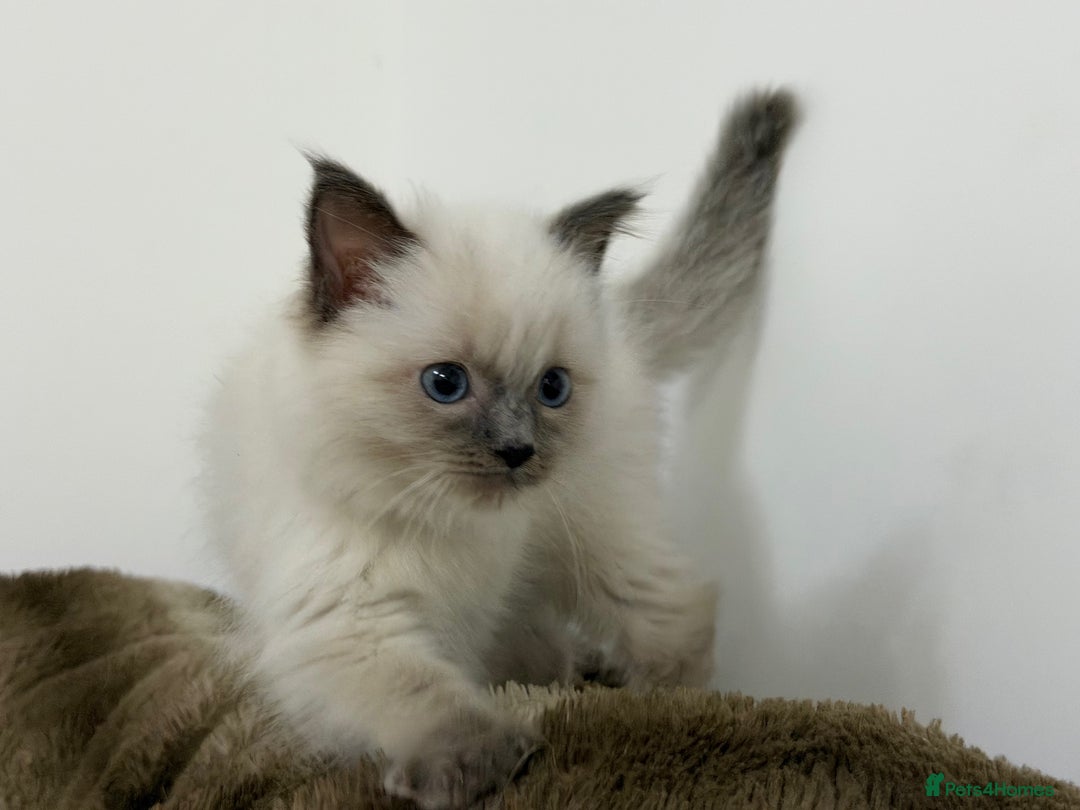 Ragdoll cats for sale: 3 Girl Ragdolls Available, Cute and fluffy!  - Advert 21