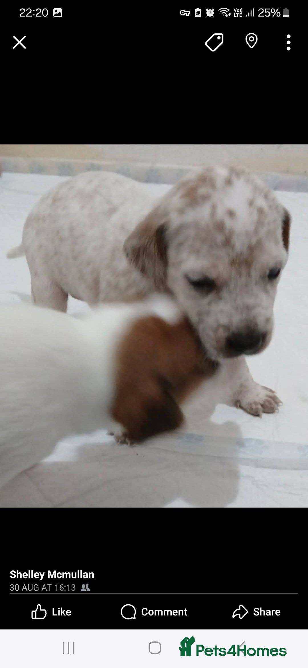 Mixed Breed dogs for sale: Beautiful puppies  - Image 9