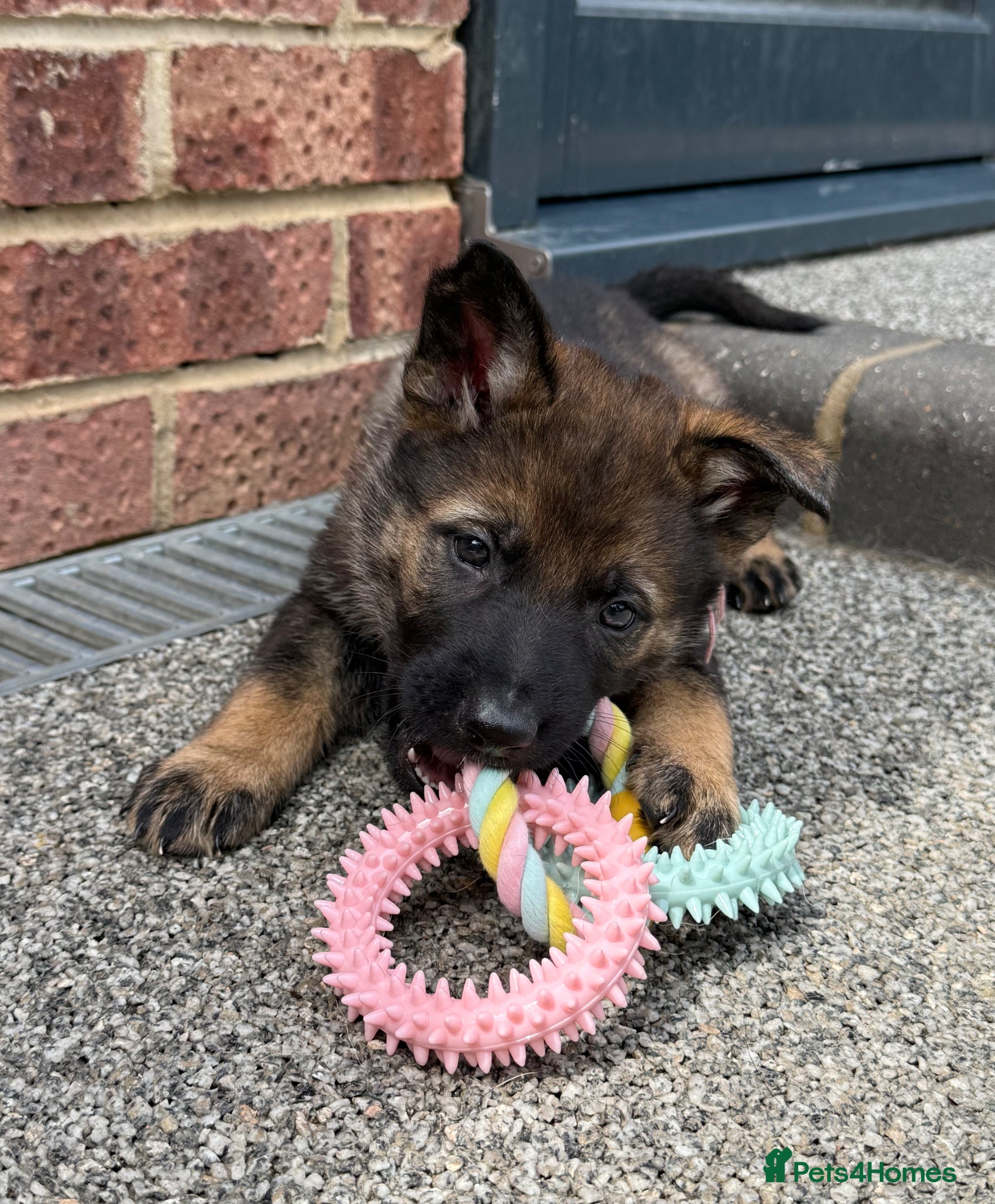 German Shepherd dogs Exceptional KC Reg Czech Working Line GSD Puppies - Advert 2