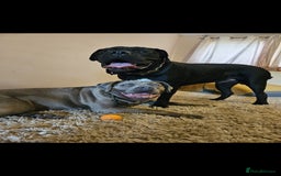 Cane Corso dogs for sale: Cane corso pups  - Image 13