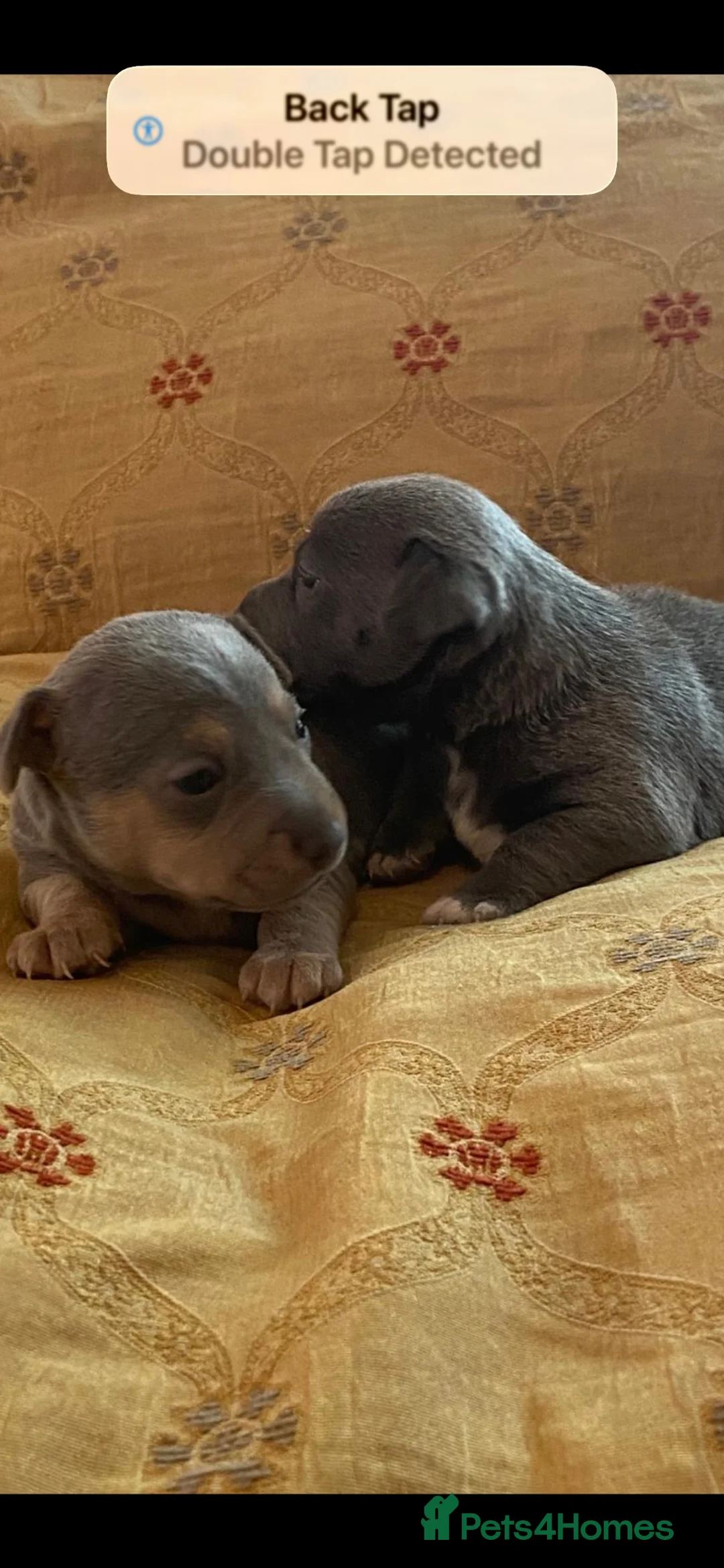 Jack Russell dogs for sale: Rare Blue & Lilac & Tan Minatur Smooth coated JRT  - Advert 2