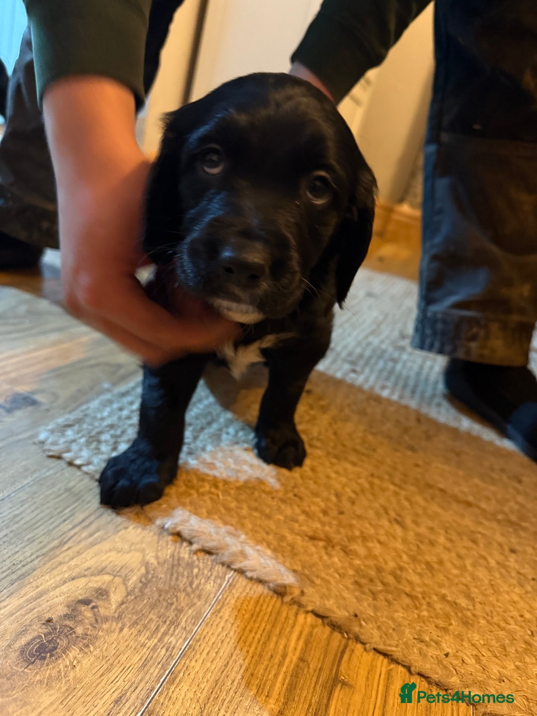 Mixed Breed dogs for sale: Golden Retriever cross Sprollies - Advert 10