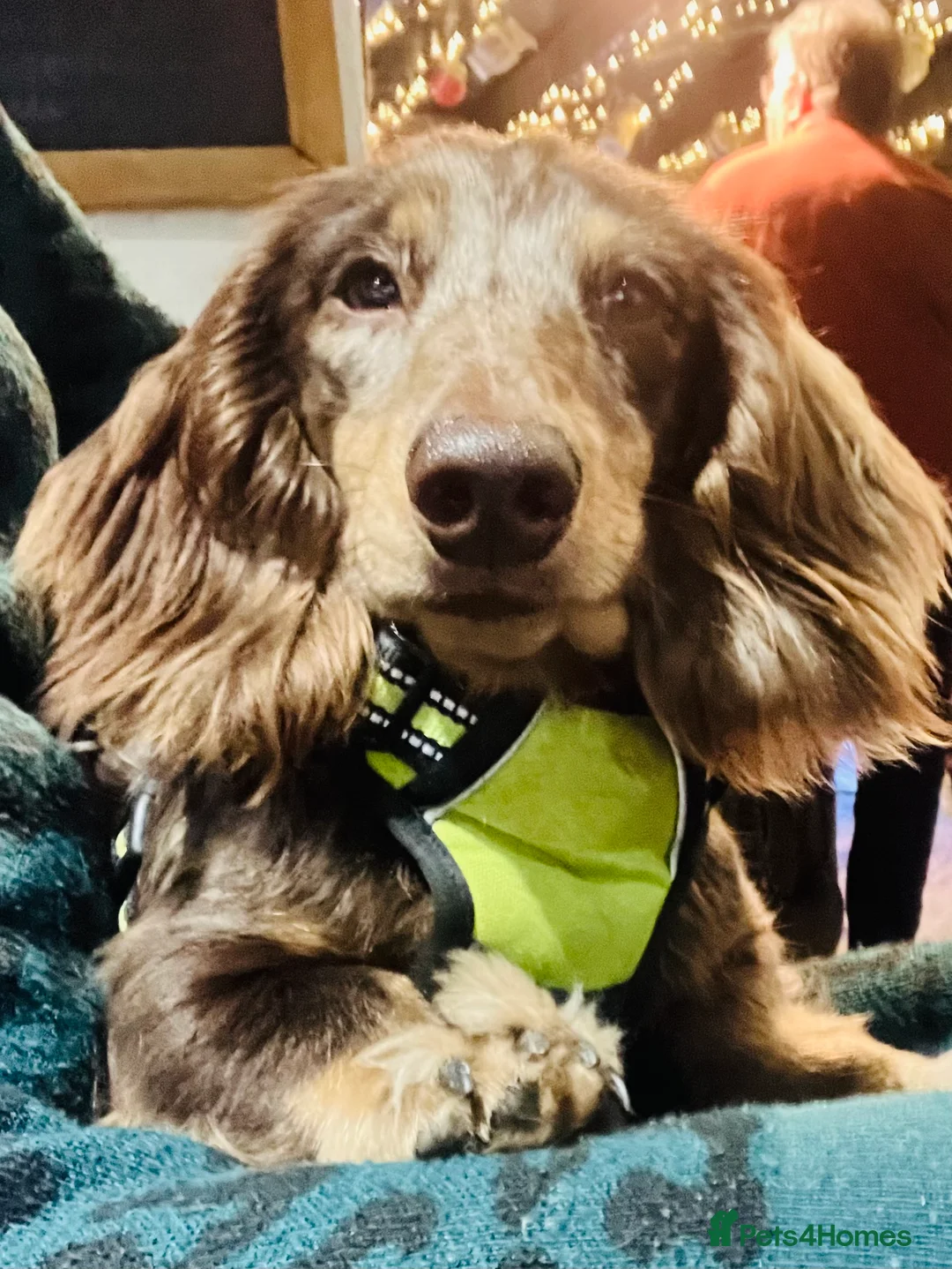 Miniature Dachshund dogs for stud: KC Reg Long Haired Choc Dapple Miniature Dachshund in Gunnislake - Advert 15