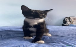 British Shorthair cats for sale: 2 Kittens Available - Image 2