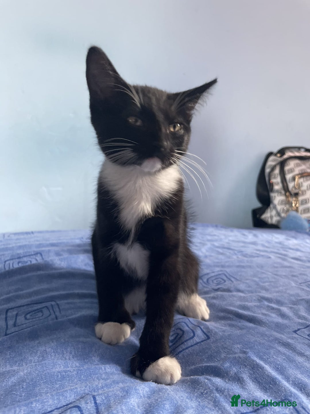 British Shorthair cats for sale: 2 Kittens Available - Image 2