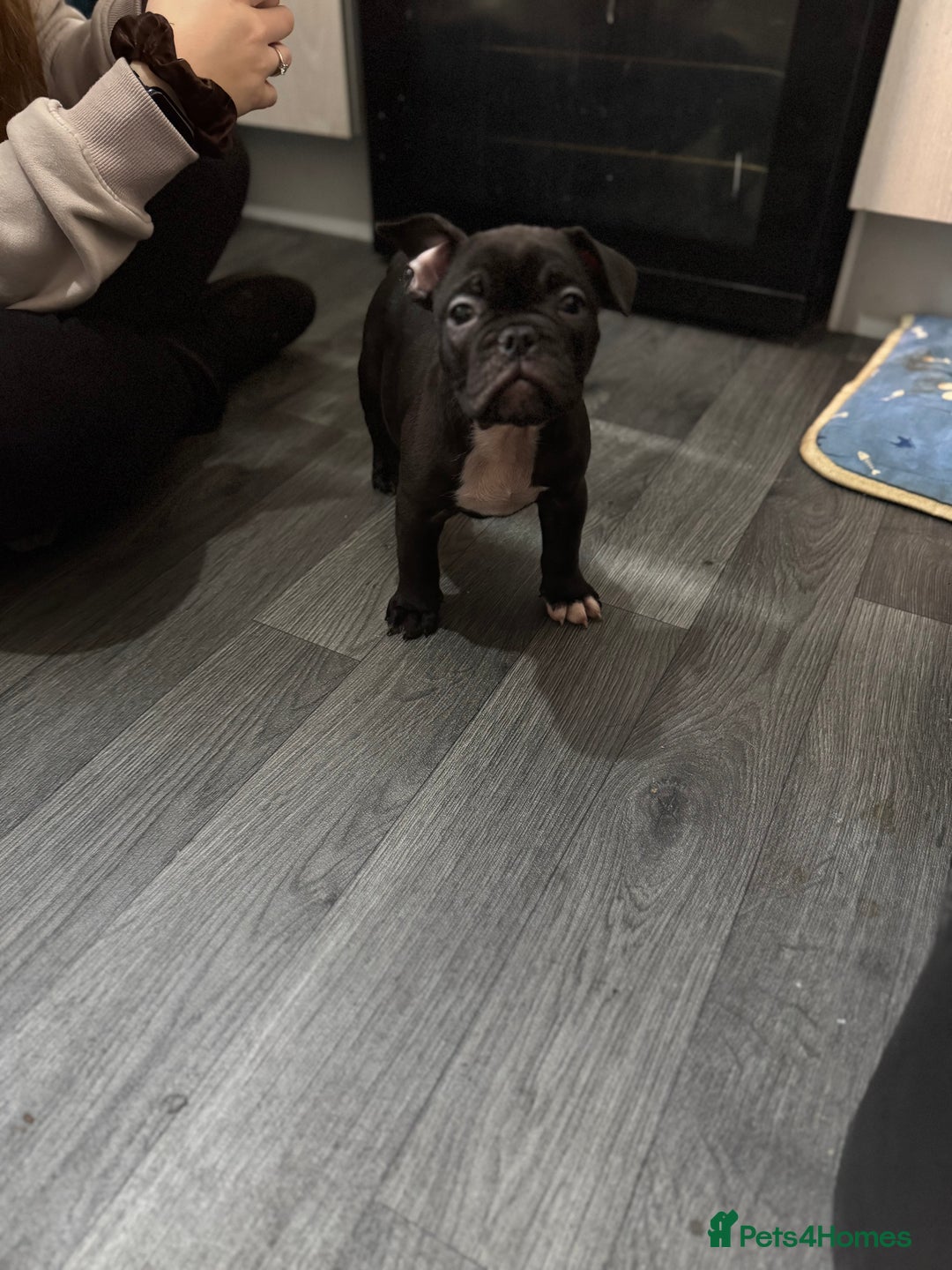 Mixed Breed dogs for sale: French bulldog X Olde English bulldog - Image 2