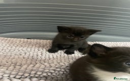 Mixed Breed cats for sale: Kittens - Image 5