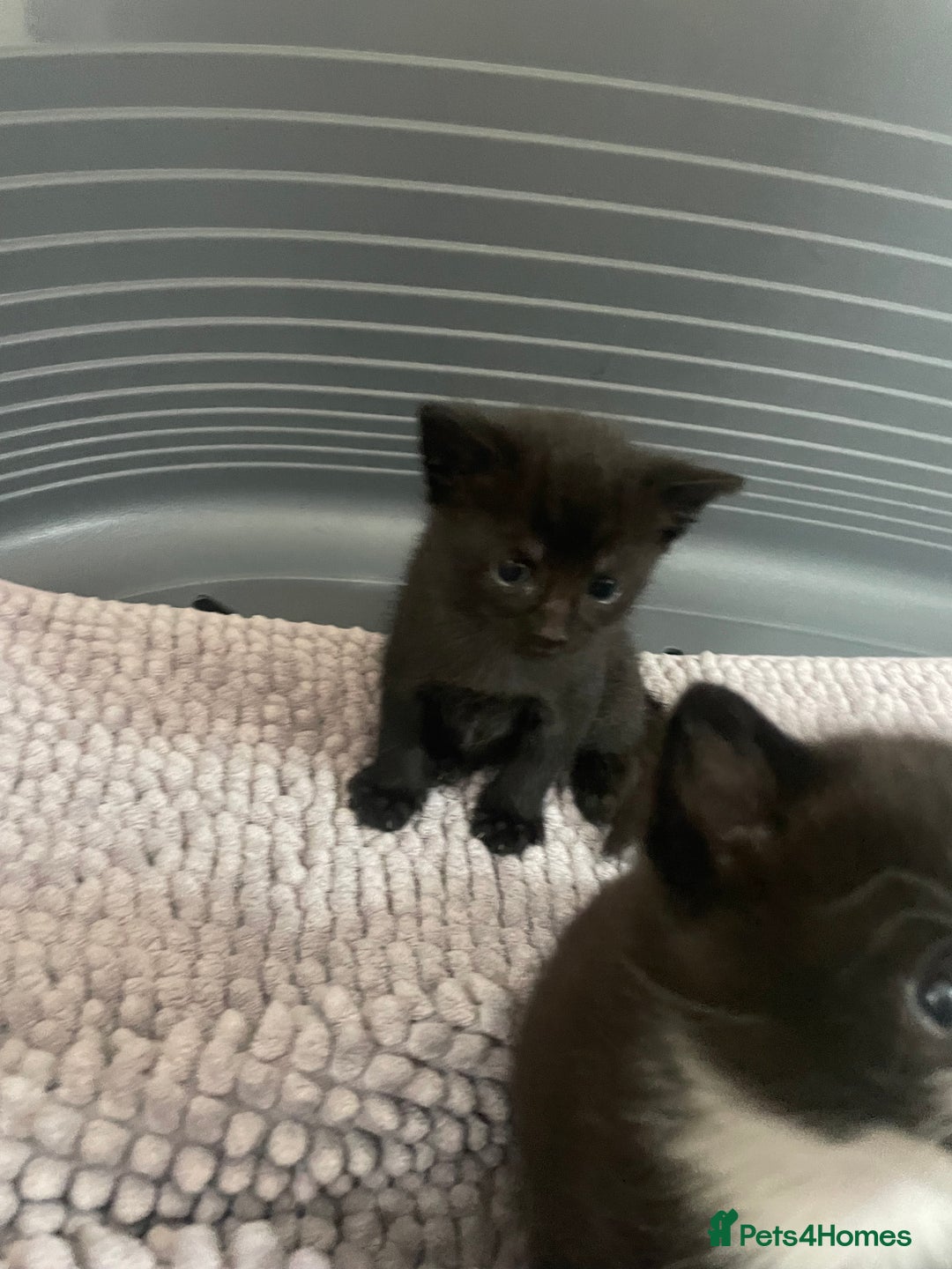 Mixed Breed cats for sale: Kittens - Image 5