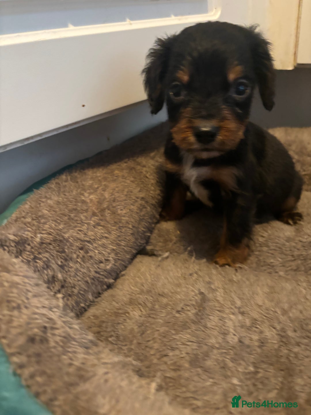 Cocker Spaniel dogs for sale: 5 lovely cocker spaniels  - Advert 10