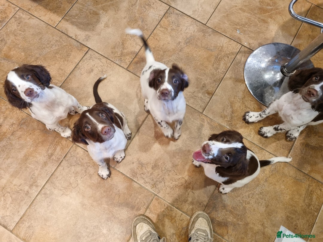 English Springer Spaniel dogs for sale: English springer spaniel puppies  - Image 22