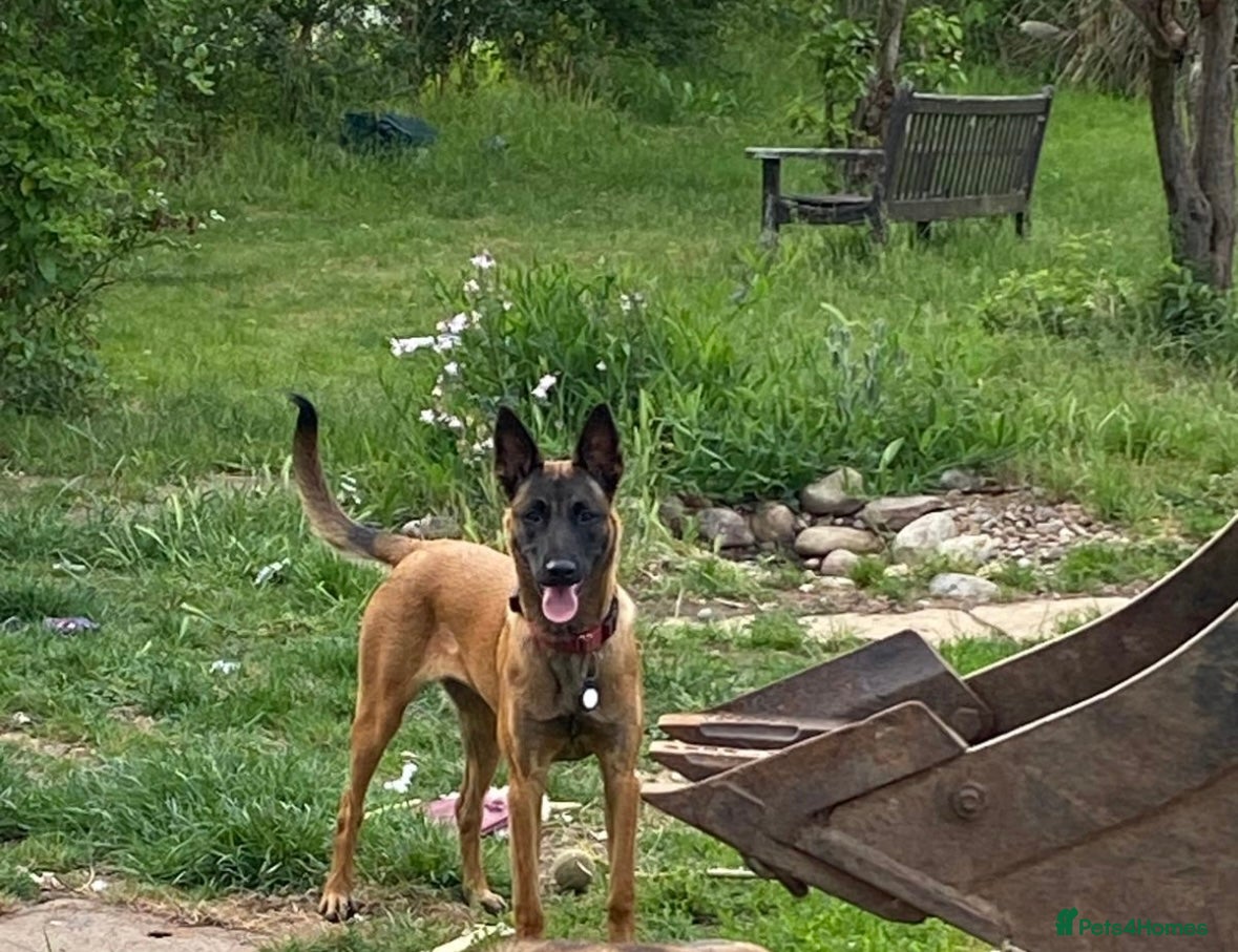 Belgian Shepherd Dog dogs for sale: **READY NOW** Belgian Mallinois Pups - Advert 17