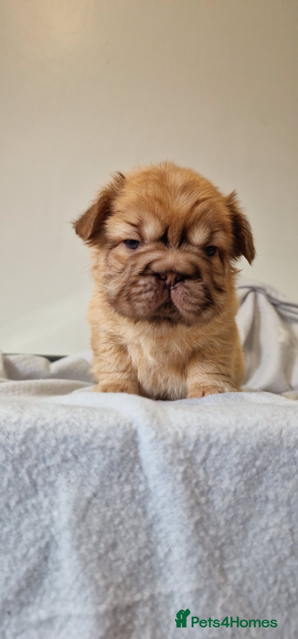 French Bulldog dogs FRENCH BULLDOG FULL FLUFFY, BIG ROPES & 🧸 FLOODLE - Advert 3