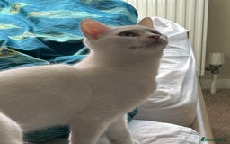 British Shorthair cats for sale: 2 beautiful kittens. Indoor only. Ideal go 2gether - Image 10