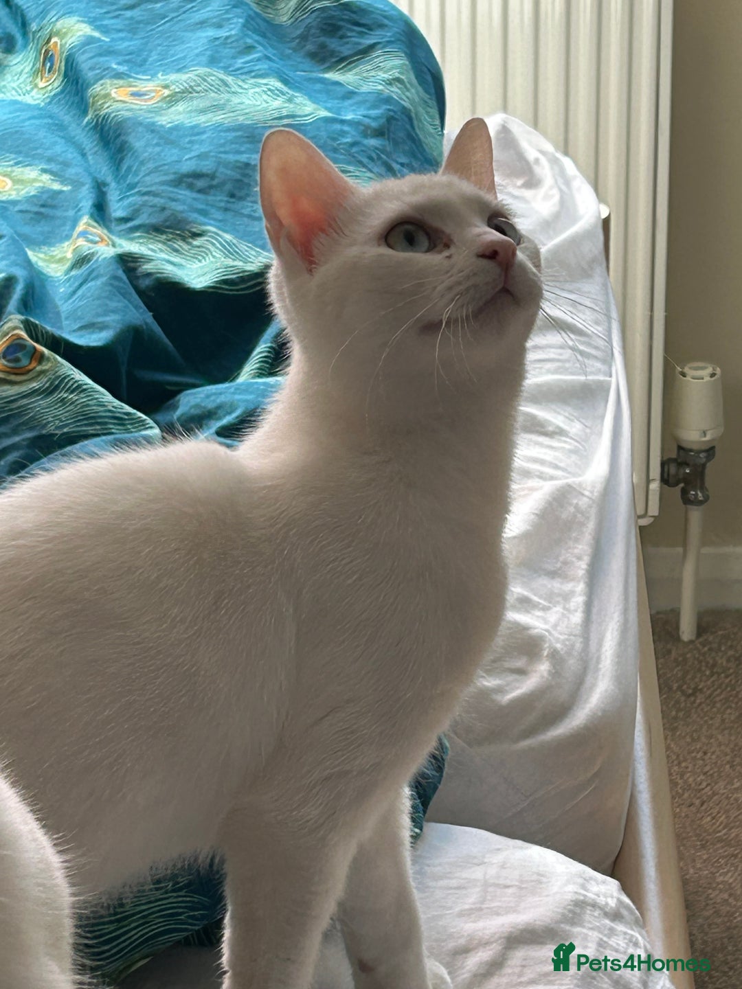 British Shorthair cats for sale: 2 beautiful kittens. Indoor only. Ideal go 2gether - Image 10