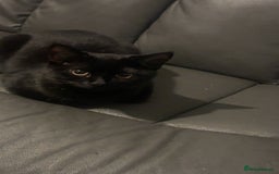 Mixed Breed cats for sale: Cat for sale  - Image 1