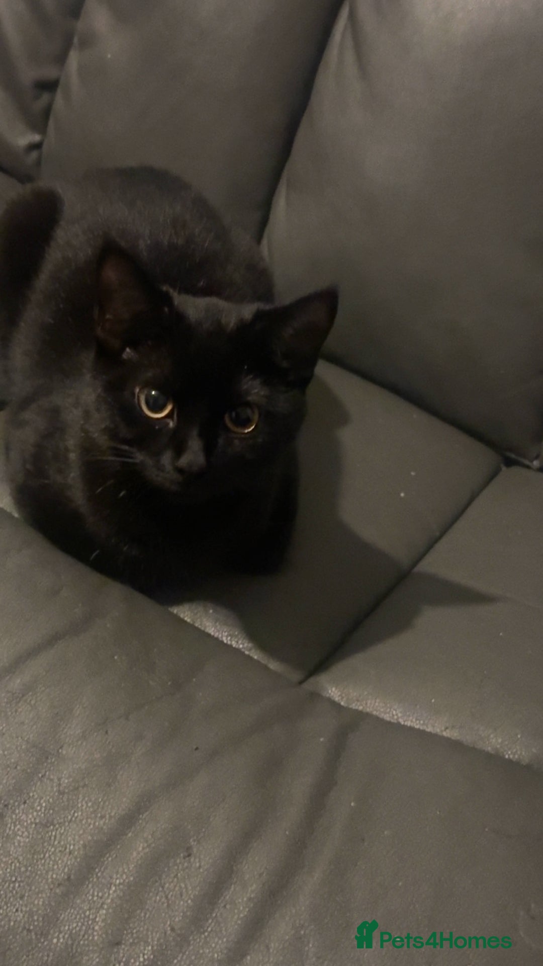 Mixed Breed cats for sale: Cat for sale  - Image 1
