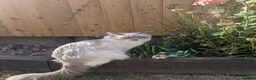 Ragdoll cats for sale: Expecting a litter on the 06 th June  in South Molton - Advert 4