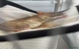 Rat rodents for sale: Baby rats for sale - Image 3